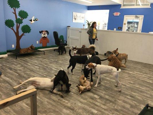 Scallywags Dog Daycare