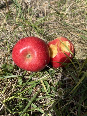 Even the apples on the ground were picturesque