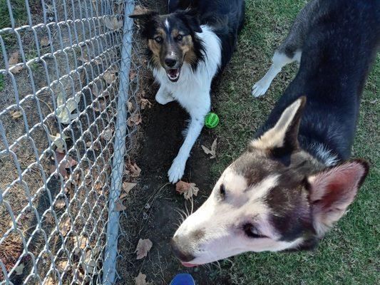 My pals, Buster and Lobo