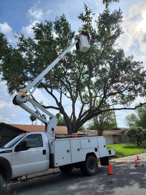 Tree pruning