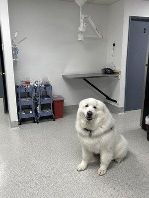 Cooper in the large dog treatment area