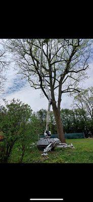 Crow reduce and shape 95ft Tulip tree