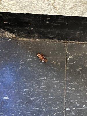 HUGE roaches in the common areas