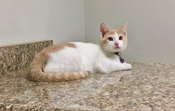 Our kitten relaxing on exam table.