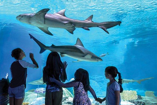 OdySea Aquarium at Arizona Boardwalk