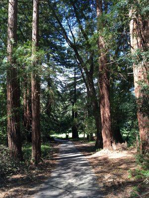 Redwood are incredible.