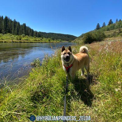 Zelda enjoying the river bank.