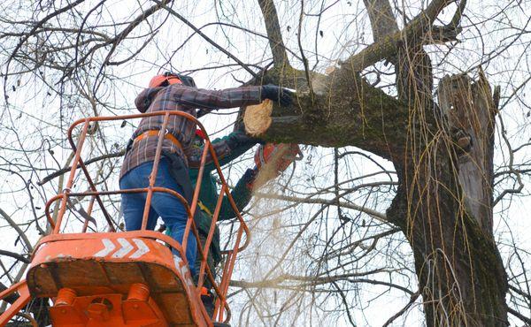 Clean Cut Tree Care