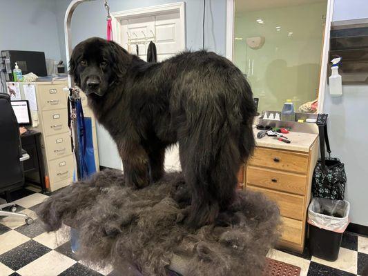 Shedding season is.... always. Let us know if you'd like to book a deshed for your dog.