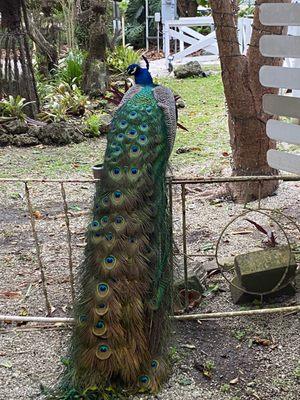 Peacock outside of shop