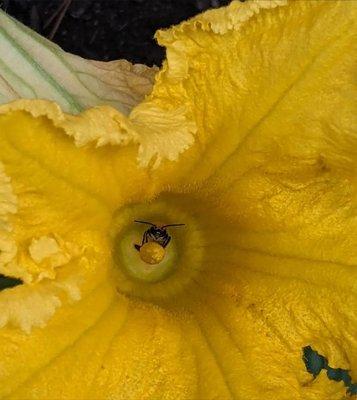 One of my bees in a squash blossom