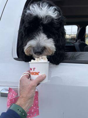 BruNo, having his First D.D Pup Cup, he loved. Thank you!