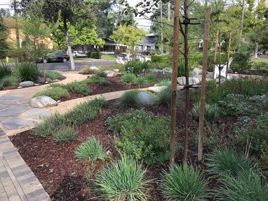 Our front yard landscape in March, almost a year after installation.