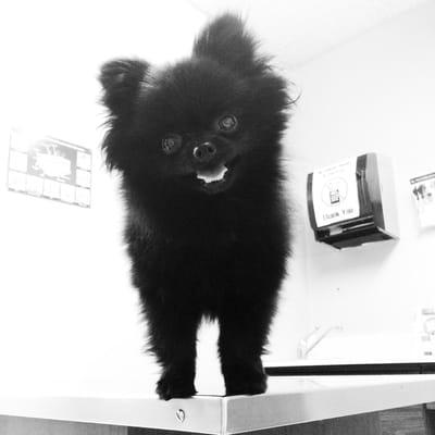 Chrissy bears Yearly check up at the vet