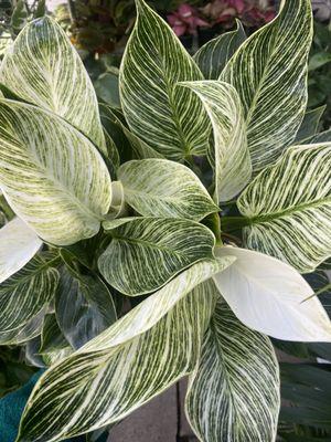 Philodendron Birkin