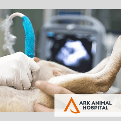 Ark Animal Hospital