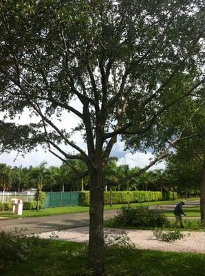 Trimmed oak tree