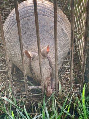 Humane capture, relocation, and reset for armadillo issues in Dalton, Ringglod, Fort Ogelthorpe and surrounding areas.