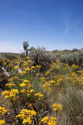 wildflowers, sagebrush and rolling hills on top of Steamboat Rock