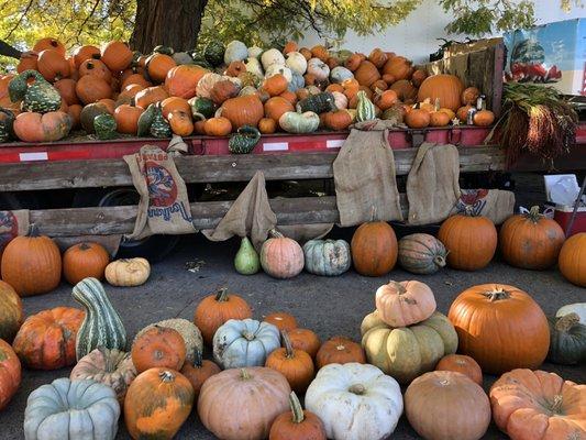 Pumpkins!