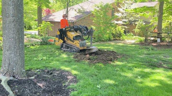 Large Tree Planting