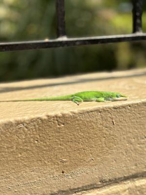 Lizards(the free roaming ones)