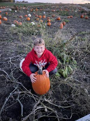 Pumpkin patch