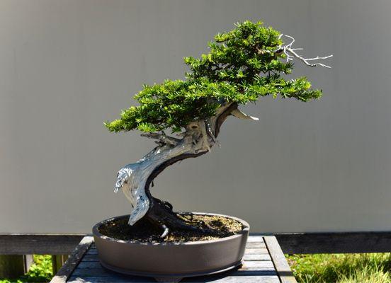 One of my favorite plants is part of the bonsai collection.