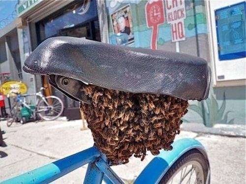 Bee swarm on a bicycle seat