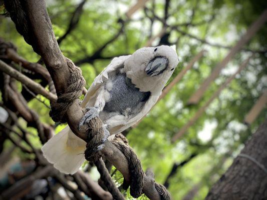 Topper the cockatoo.