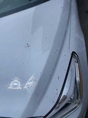 Bird poop