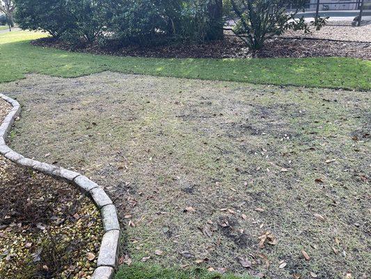 After damaging my entire lawn only replaced portions of the dead grass leaving large sections of weeds and dirt, like this was ok.