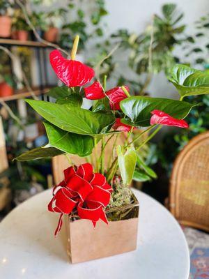 Arranged red anthurium