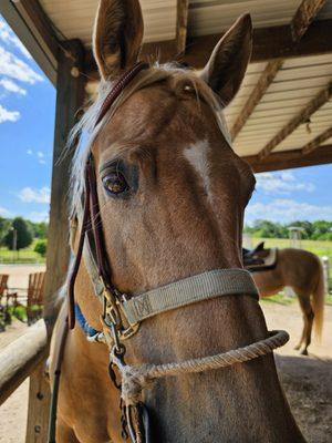 Painted Sky Ranch Riding School