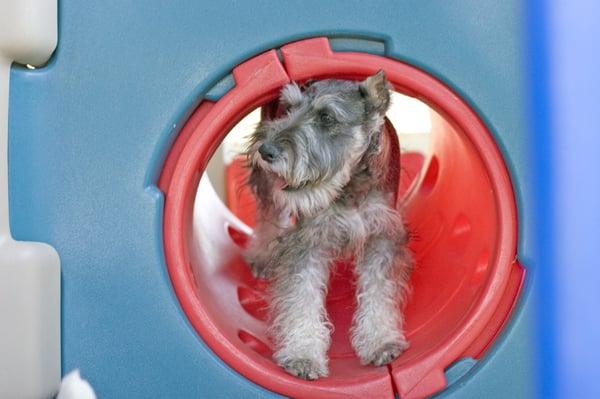 Indoor doggie day care play area too - fully heated and air conditioned