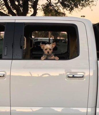 Happy truck dog.