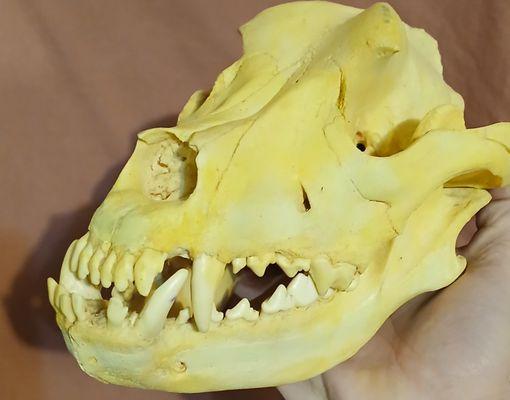 Dog skull cast replica