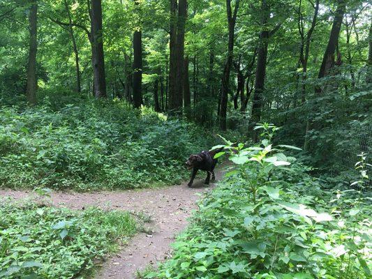 Includes a fenced wooded area with trails.