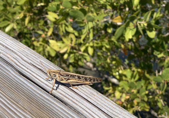 Grasshopper likes the park