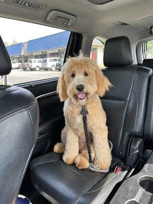 Golden doodle! Dog Grooming!