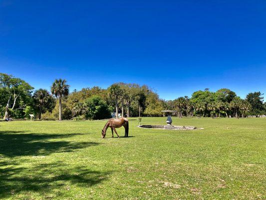 Cumberland Island National Seashore