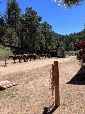 Our group horses.