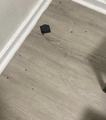 All of those black dots are roaches. I swept there the day before.