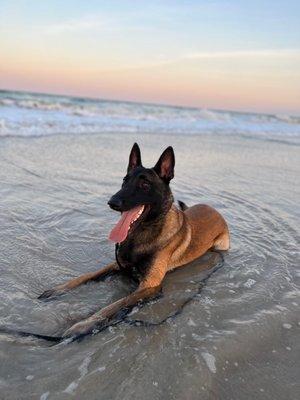 Duke enjoying being outside again after 3 weeks of having to rest for his leg to heal.