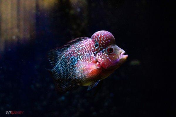 My SRD flowerhorn I got from them.