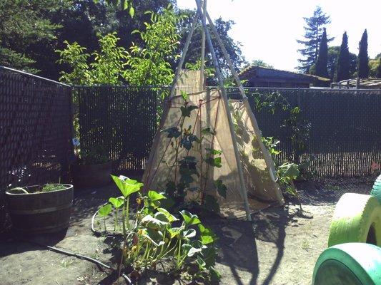 The preschool has a huge garden with pumpkin vines growing up it.