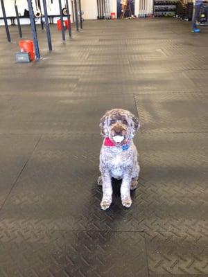 Mr. Sweaters working out with a lacross ball.  Ok, maybe that's not why they got them, but it sure made him happy.