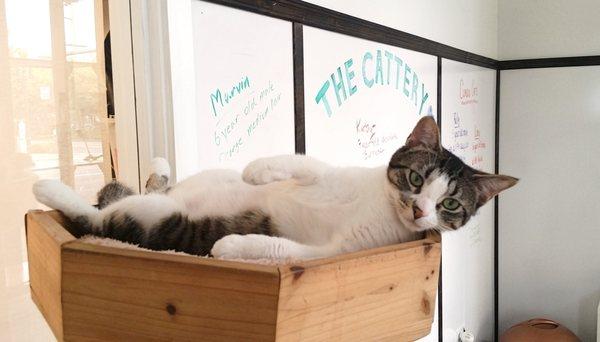 Chilling in the cattery at Pixie