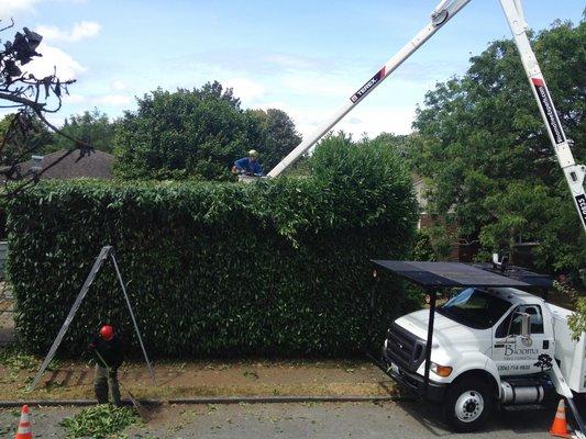 Ben using our bucket truck to hedge a laurel.