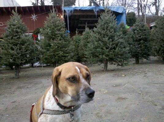 Christmas Tree at 105 Harbor Road by Cow Bay